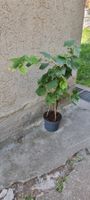 Weinrebe im Topf im guten Zustand