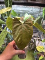 Anthurium Debilis x Mr Worldwide