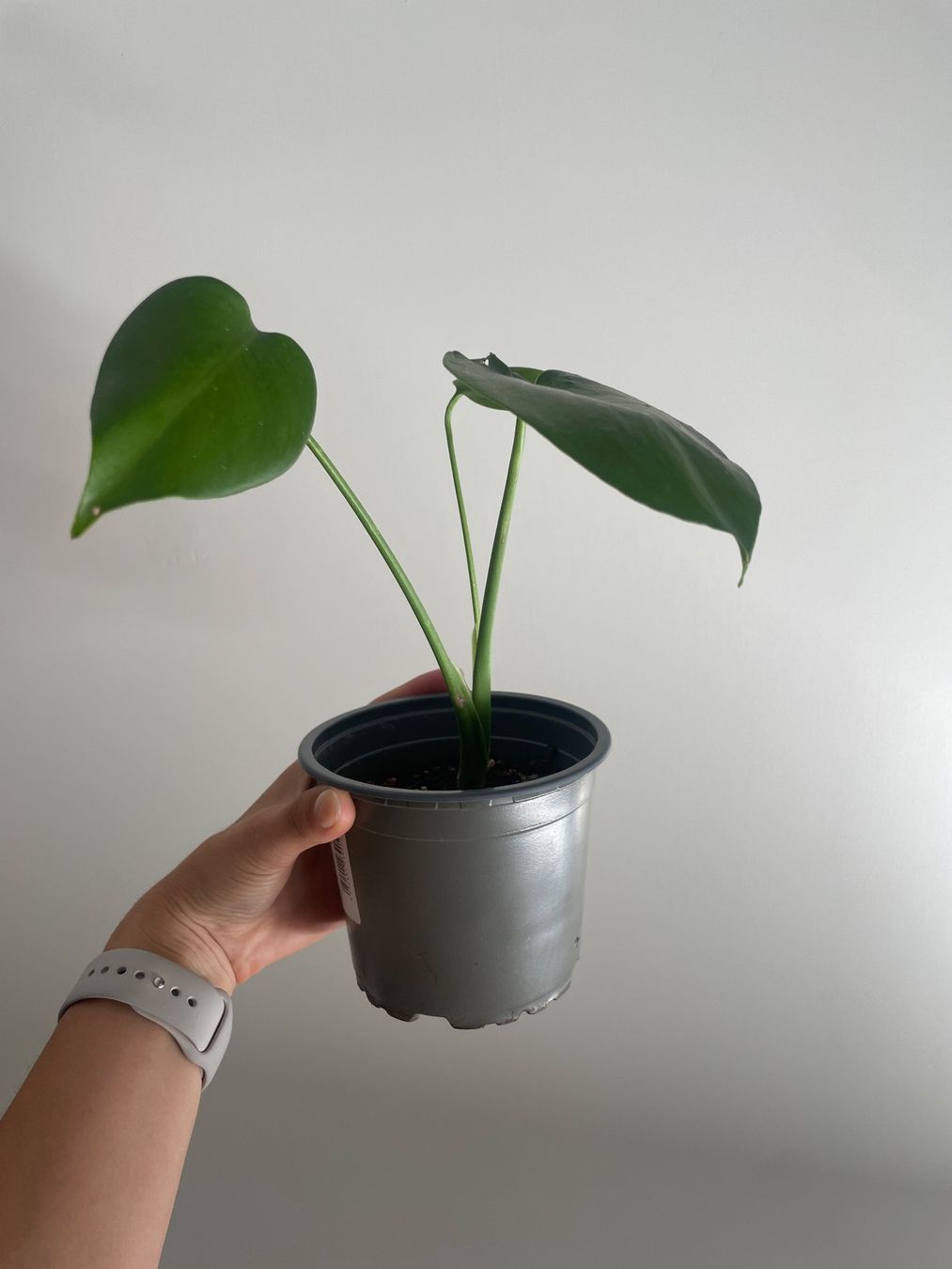 Pflanzen & Samen: Baby monstera – Gebraucht aus Bern von adr_62mn 2