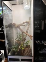 Forrex Terrarium