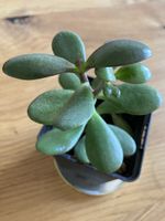 Kleiner Geldbaum