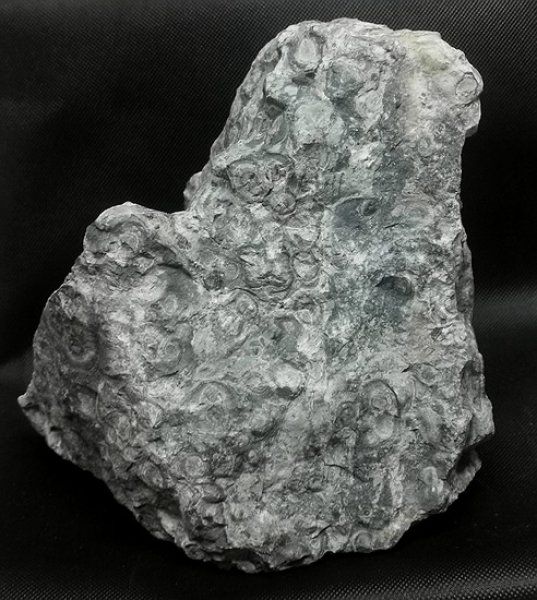 Minerali & Pietre curative: Kambaba Jaspis Rohstein – Nuovo (secondo la descrizione) da Walenstadt venduto da vkt_qc8d 2