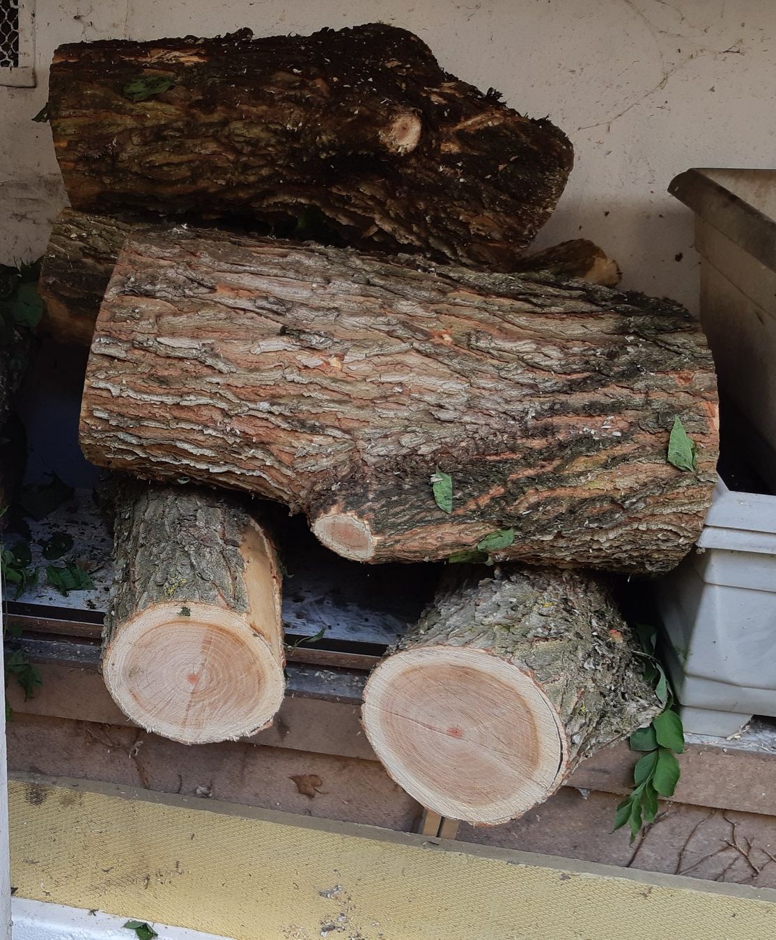 Holzartikel: Brennholz aus Geweihbaum – Neu (gemäss Beschreibung) aus Biel/Bienne von Panache1 2