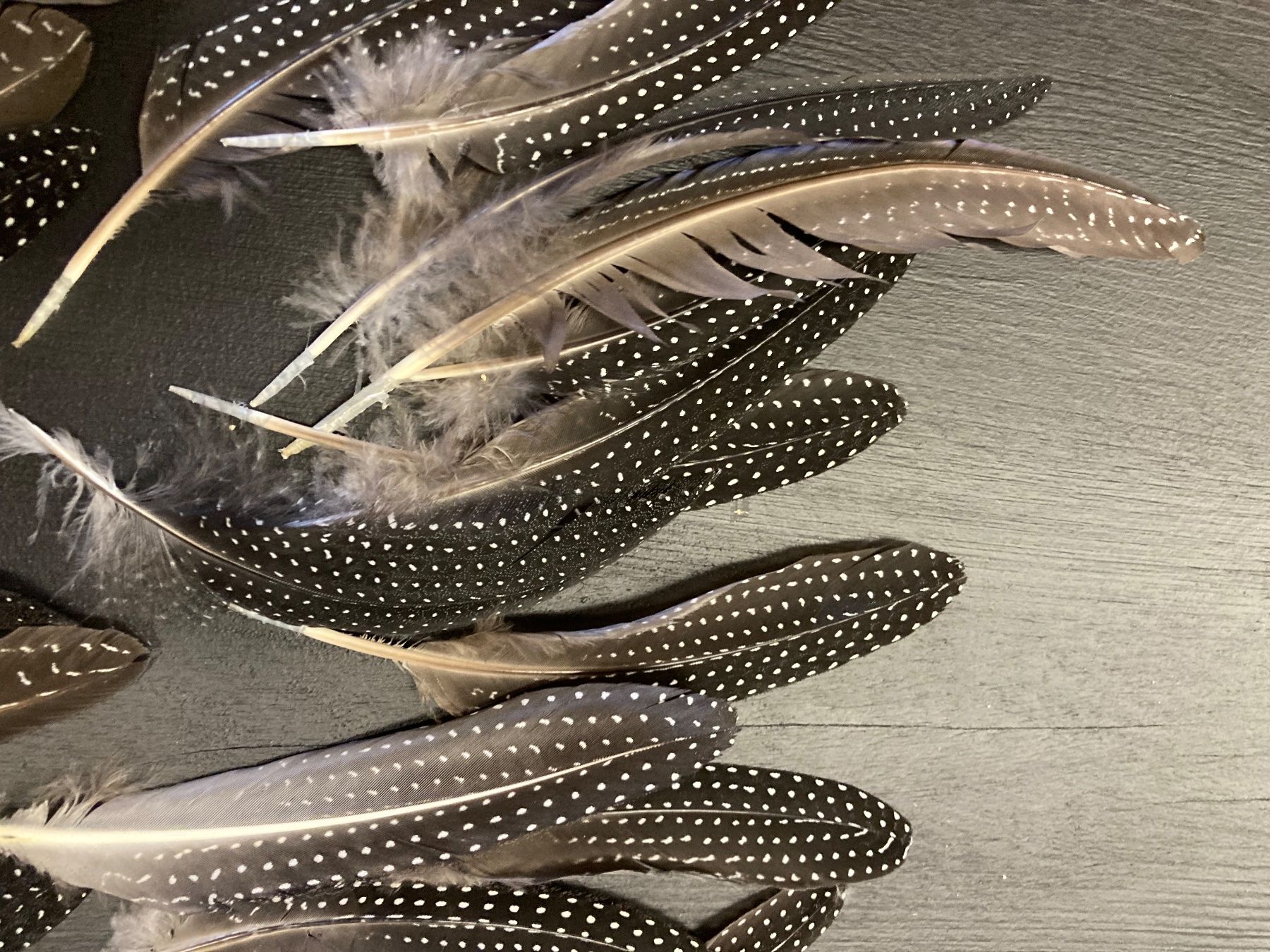 Il mondo degli animali: Geier-Perlhuhn Federn 2 – Difettoso da Grosswangen venduto da arum01 2