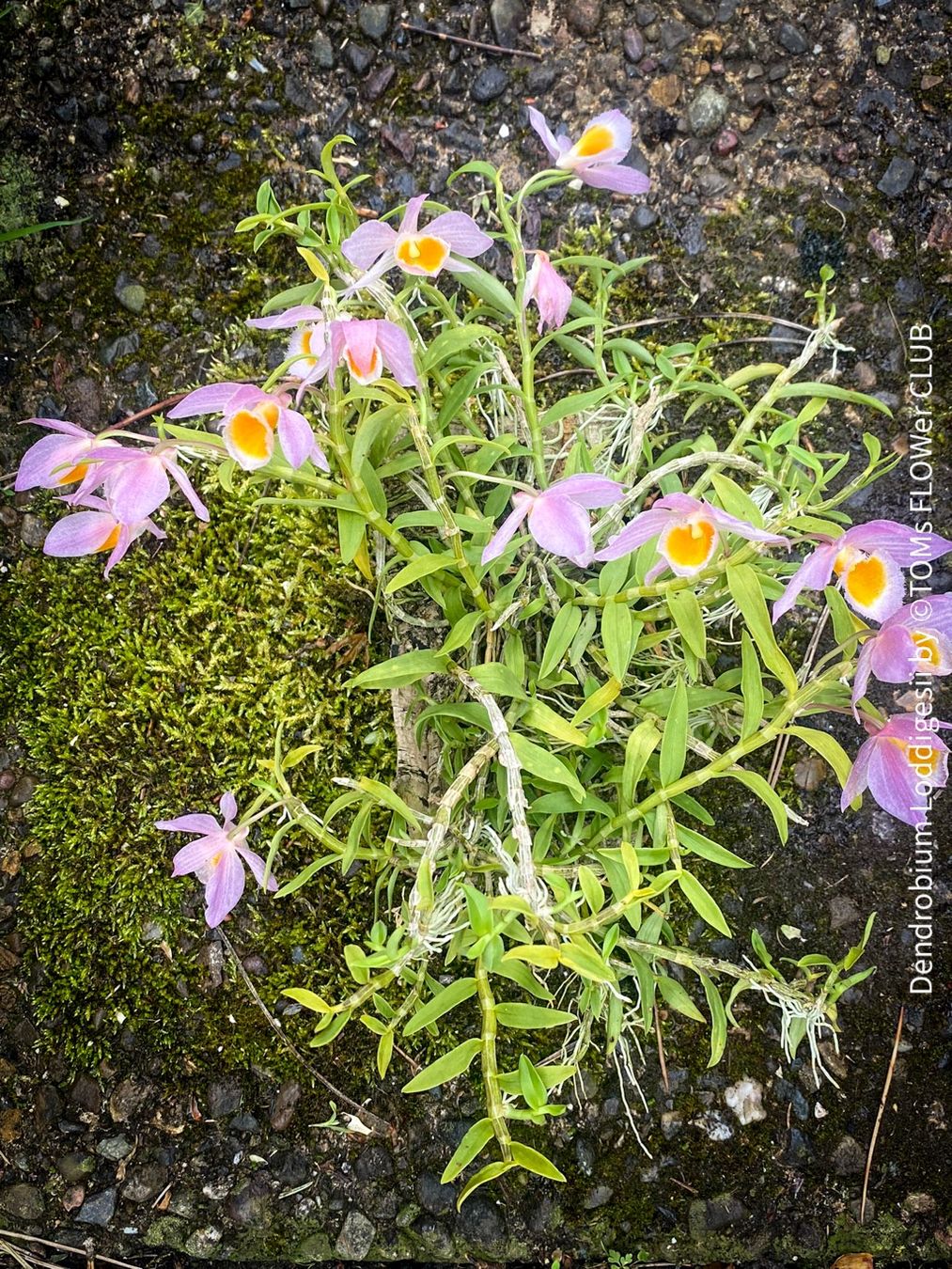 Piante & sementi: Dendrobium Loddigesii - bezaubernde Miniatur Orchidee – Nuovo e nell'imballaggio originale da Adliswil venduto da TAKEYOURPLANT 6