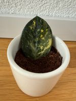🌱Zamioculcas Variegata Blatt inkl Tontopf 🌱