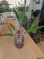 Frische Yucca-Palmen Stecklinge zur eigenen Bewurzelung