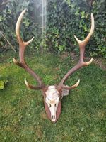 Crane de Cerf Sika médaillé d'Argent 1997