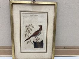 17 X Kupferstiche Vögel 26x19