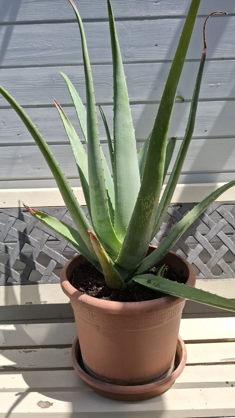 Piante & sementi: Grosse Aloe Vera Pflanze Topf  – Usato da Emmen venduto da Tigerlady 5