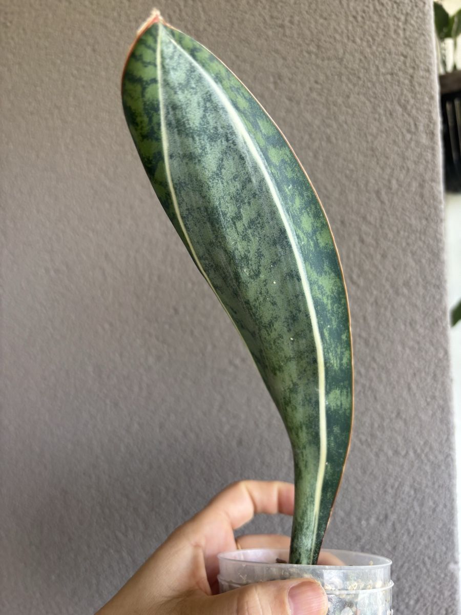 Piante & sementi: Sansevieria Whalefin variegata – Usato da olten venduto da momo2417 2