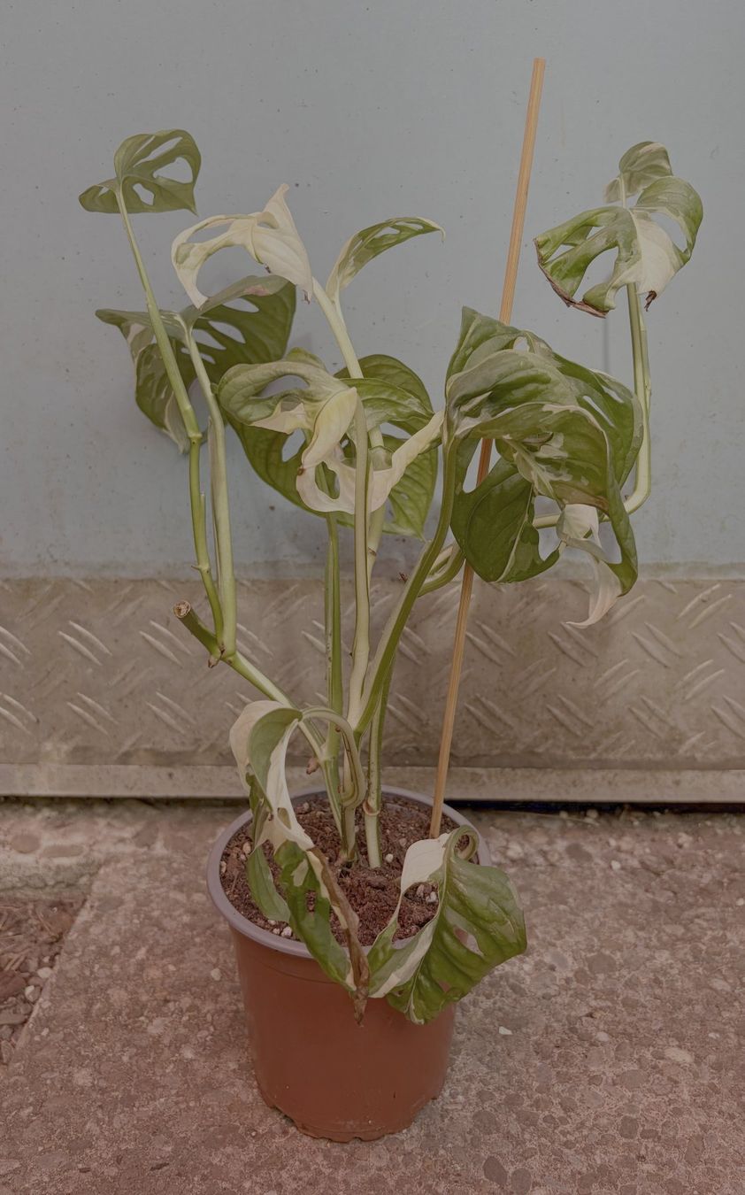 Plantes & graines: Monstera adansonii variegata (Monkey Leaf), getopfte Pflanze – Neuf (Voir description) à Winterthur par Aniger 1