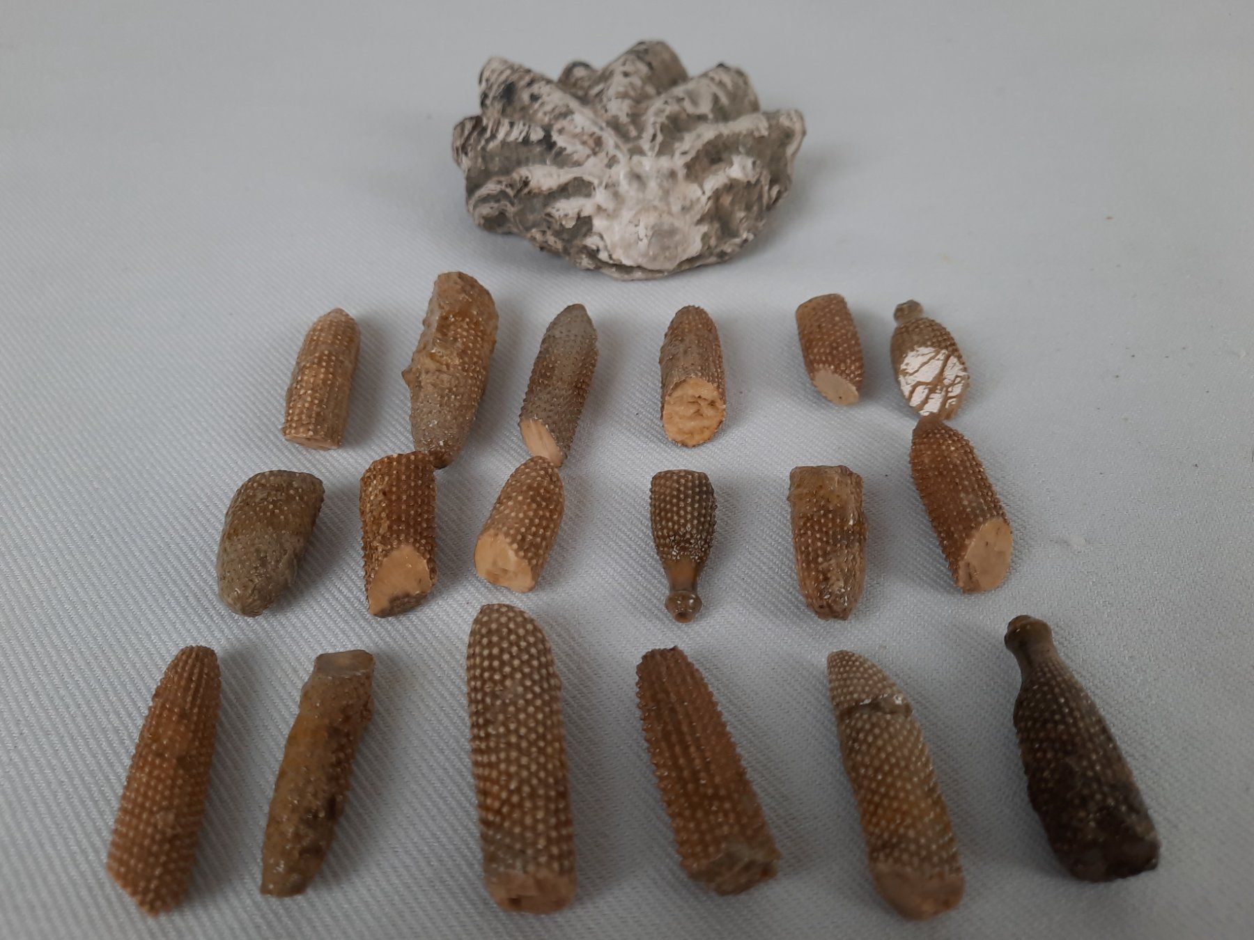 Fossili: Fossile Muscheln und Seeigelstacheln – Usato da Beinwil am See venduto da Restwert_Beinwil