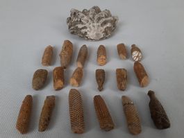 Fossile Muscheln und Seeigelstacheln