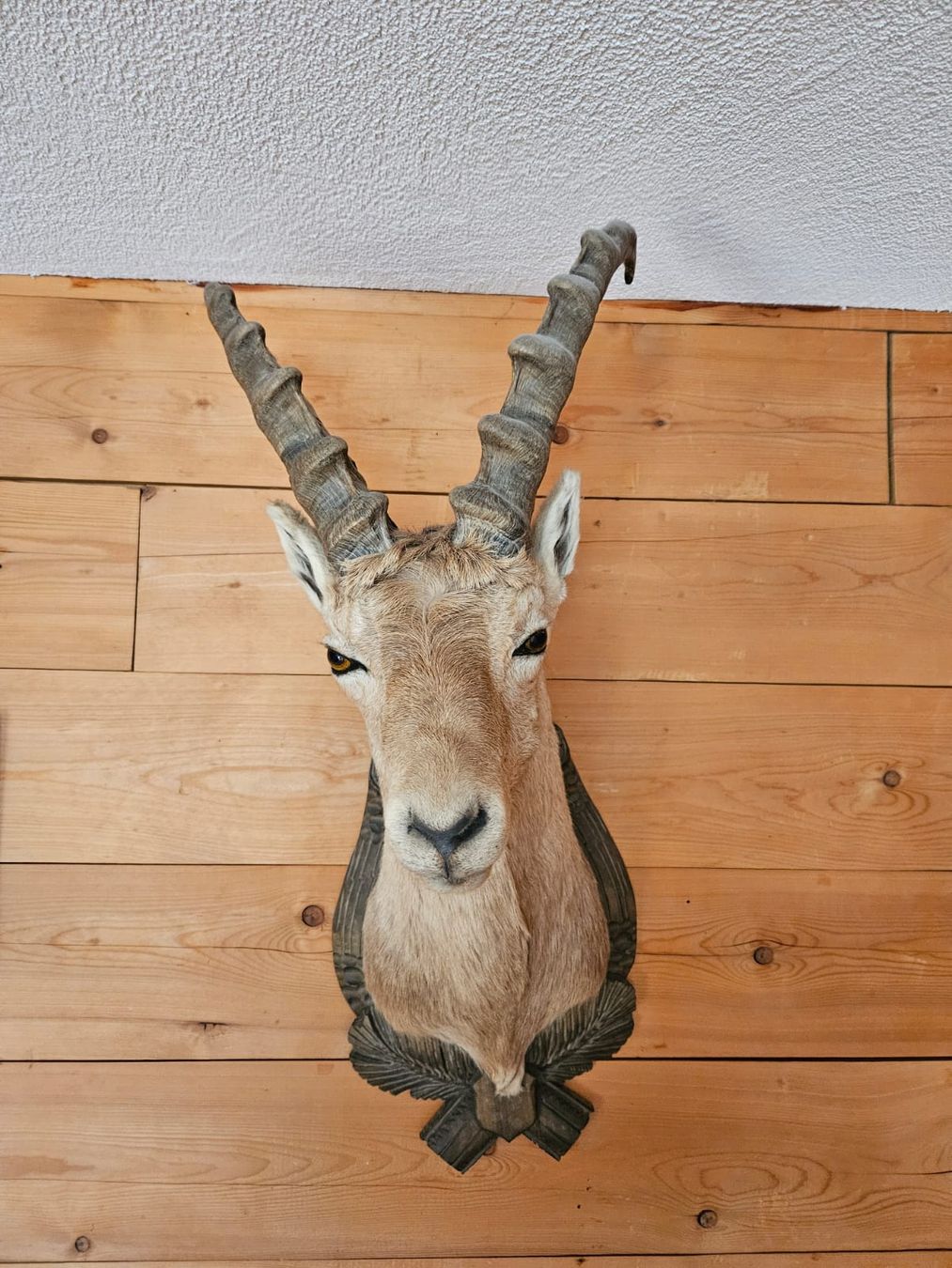 Welt der Tiere: Steinbock – Gebraucht aus Niederhasli von Steila 1