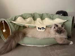Vorbeste - Katzen-Tunnel / Katzen-Röhre mit zusammenklappbar