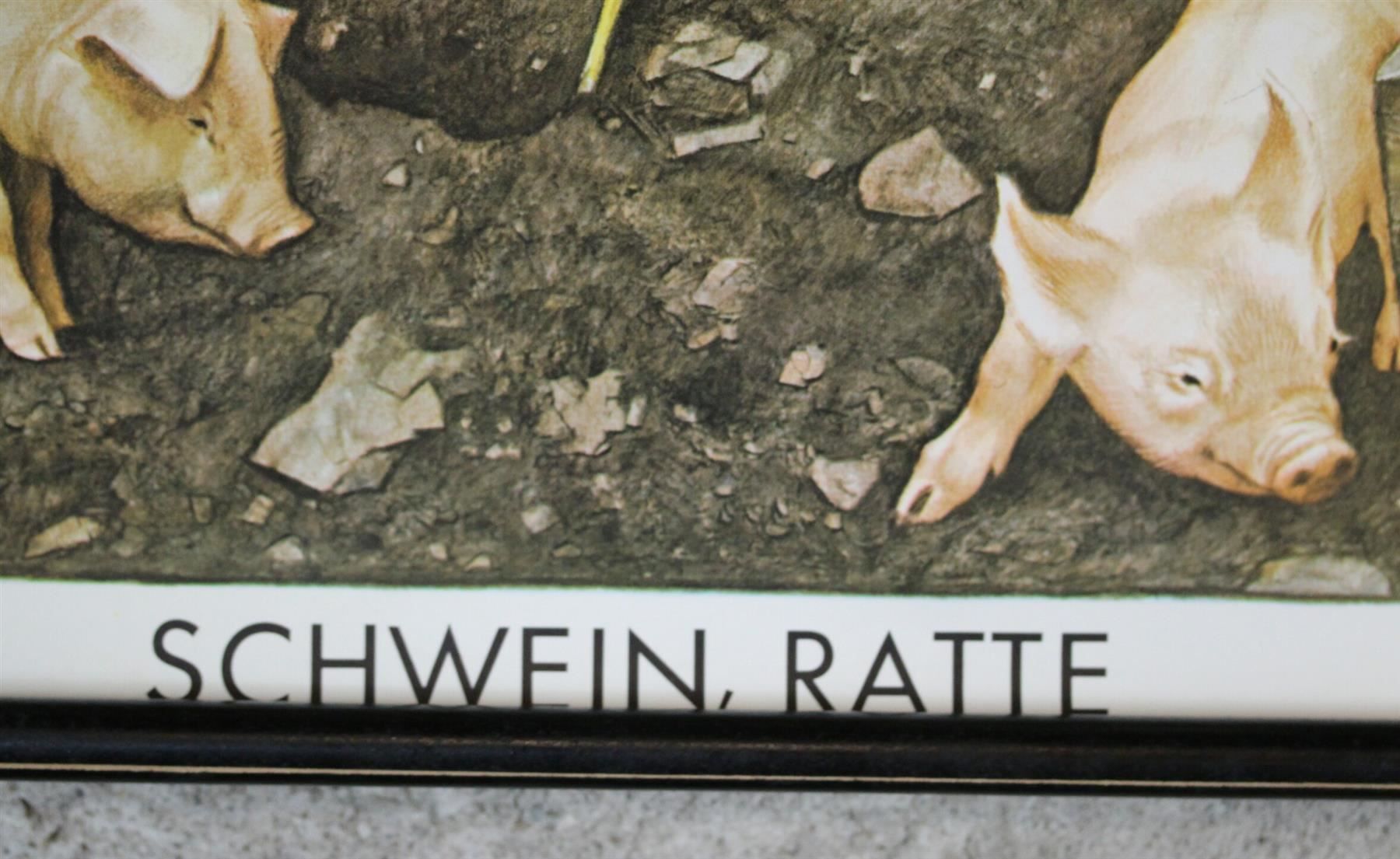 Foto & Immagini: Schulwandbild, Lehrtafel, Schwein, Ratte – Usato da Birrwil venduto da brandschatz_birrwil 4