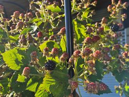 4-jährige klassische Brombeerpflanze im 40 cm Topf mit Stütz