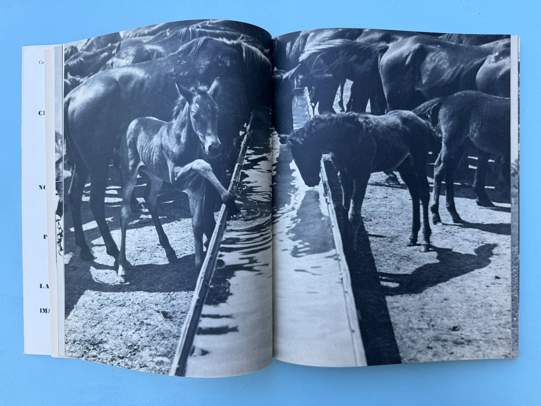 Bücher: Les Chevaux de la Puszta  -  E. A. Heiniger – Gebraucht aus Basel von Kornblumen 5