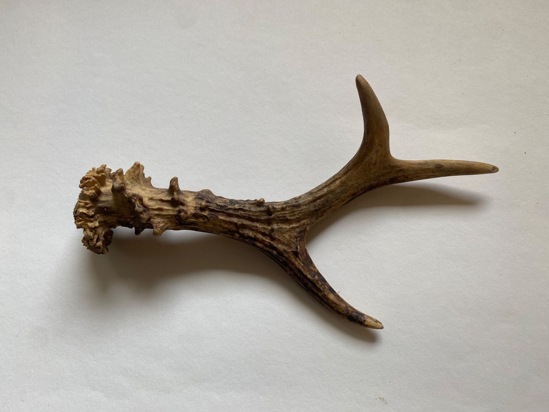 Welt der Tiere: Rehbock Geweih – Gebraucht aus Winterthur von Winterthurer123
