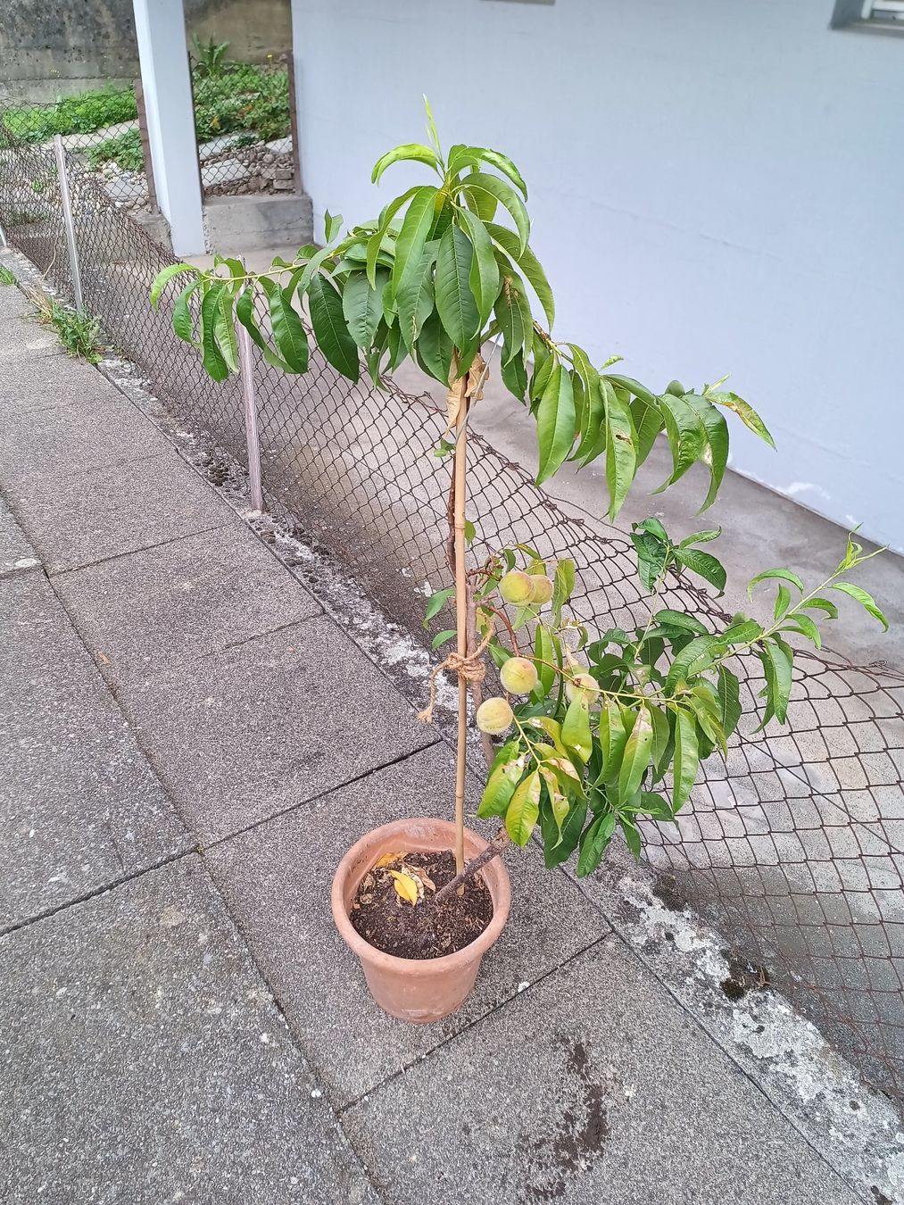 Plantes & graines: Aromatischer 🍑 1.60 hoch – D'occasion à Zug par SirGoldFish 3