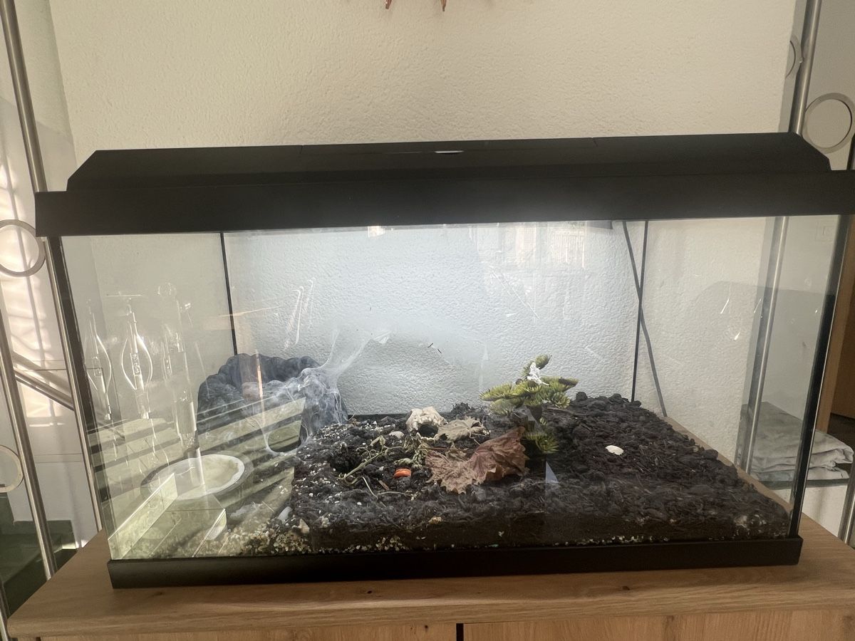 Terrariums: Tarantel inkl. Terrarium – D'occasion à Veltheim AG par Nadine_VS
