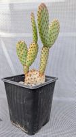 Kaktus Opuntia Ohrenkaktus microdasis