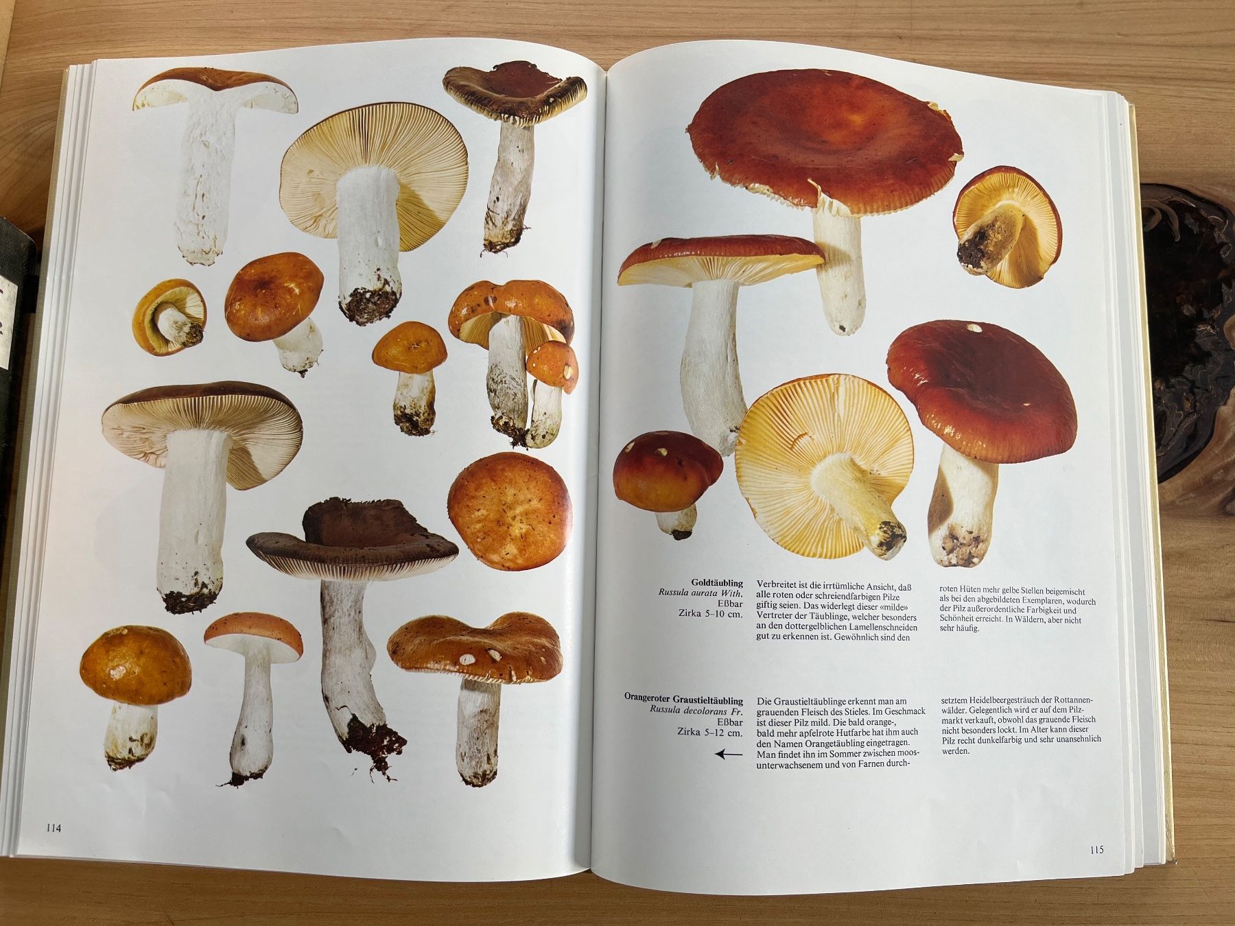 Libri: Pilzbücher diverse antiquarisch – Usato da Märwil venduto da tricholoma 9
