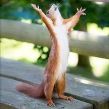 Profile image of AHappySquirrel