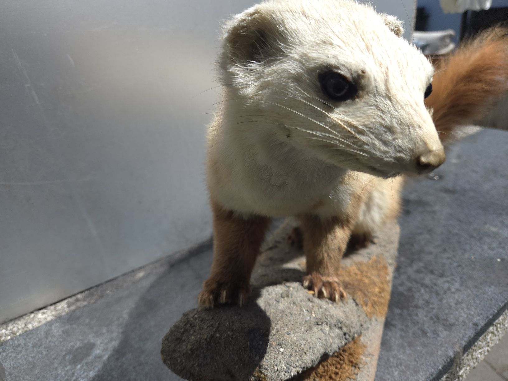 Il mondo degli animali: Tierpräparat Marder oder Wiesel – Usato da Oberglatt ZH venduto da albarpitsch 3