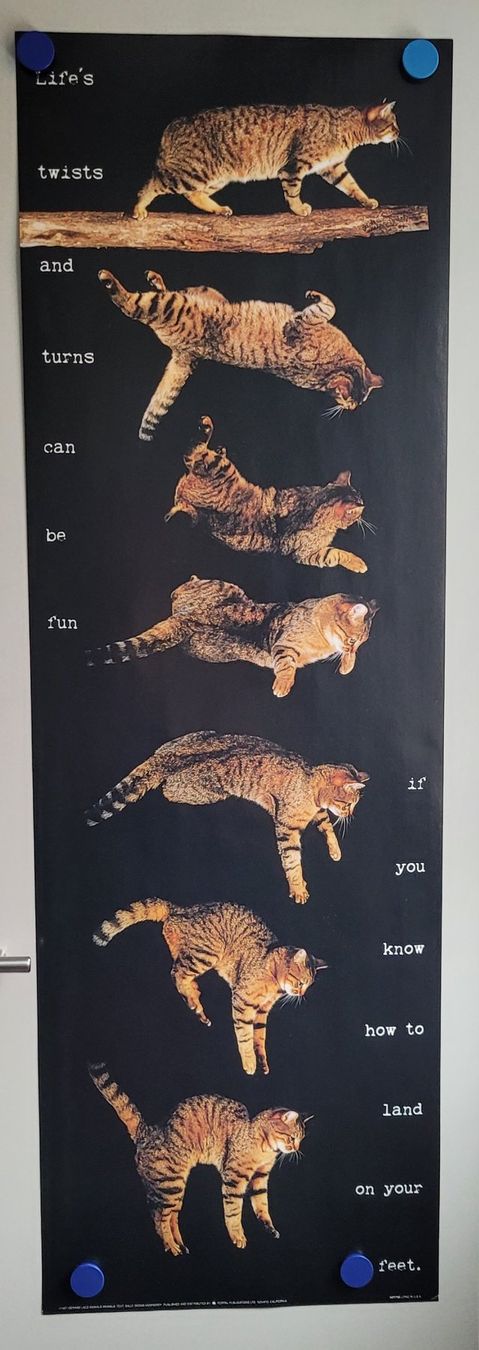 Foto & Immagini: Katzen Poster / Bild  mit Spruch 30 x 91 cm – Usato da Zürich venduto da fourpaws