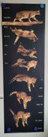 Katzen Poster / Bild  mit Spruch 30 x 91 cm