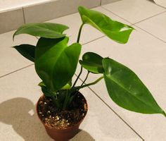 PHILODENDRON HEDERACEUM 30 cm Zierpflanze
