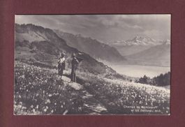 Champs de NARCISSES en-dessus de Montreux