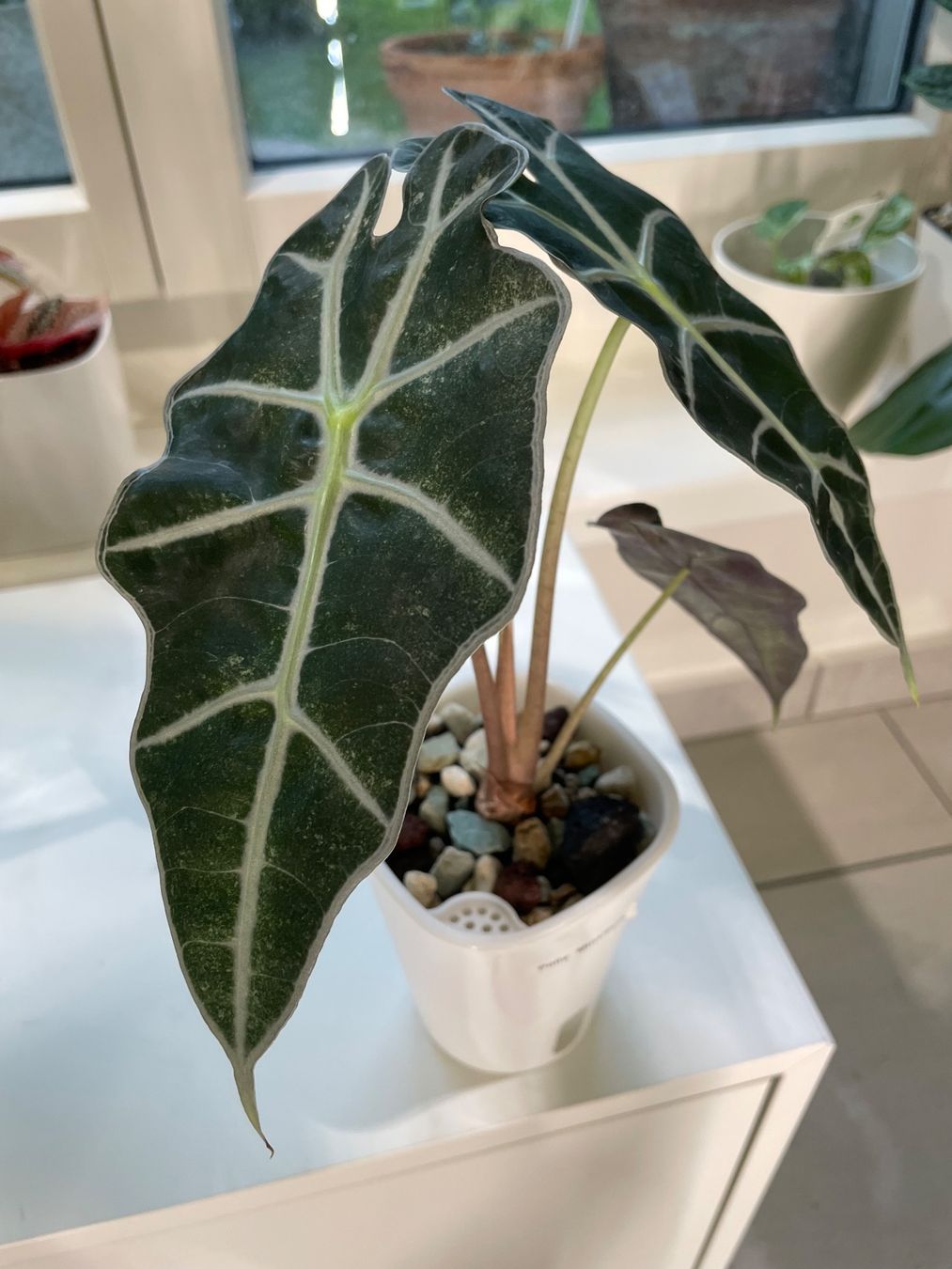 Pflanzen & Samen: Alocasia Polly Mint Pink Variegata – Neu (gemäss Beschreibung) aus Watt von anics.plants 2