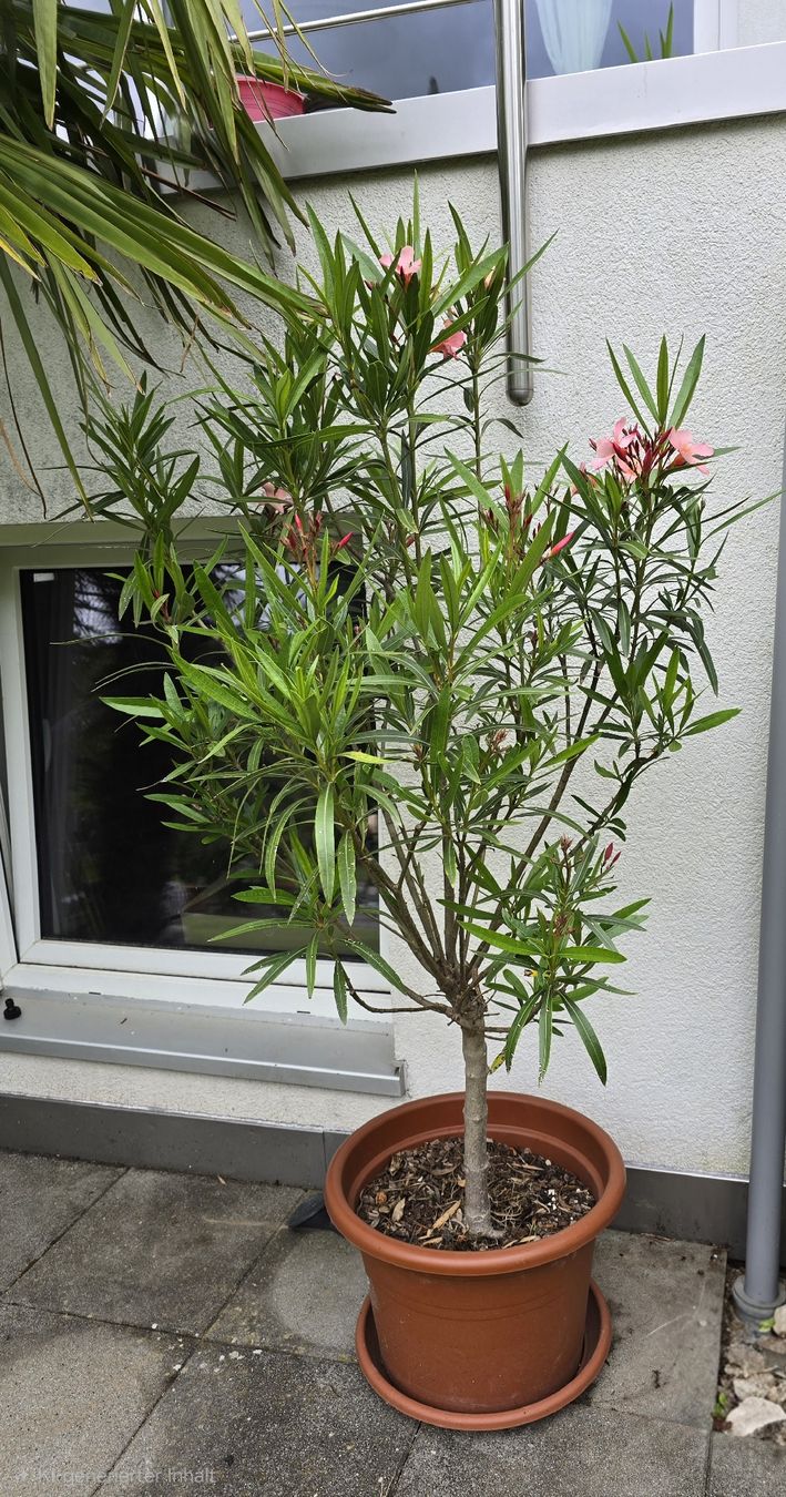 Pflanzen & Samen: Oleander Hochstamm hellrosa – Gebraucht aus Aarburg von popkorn65 4