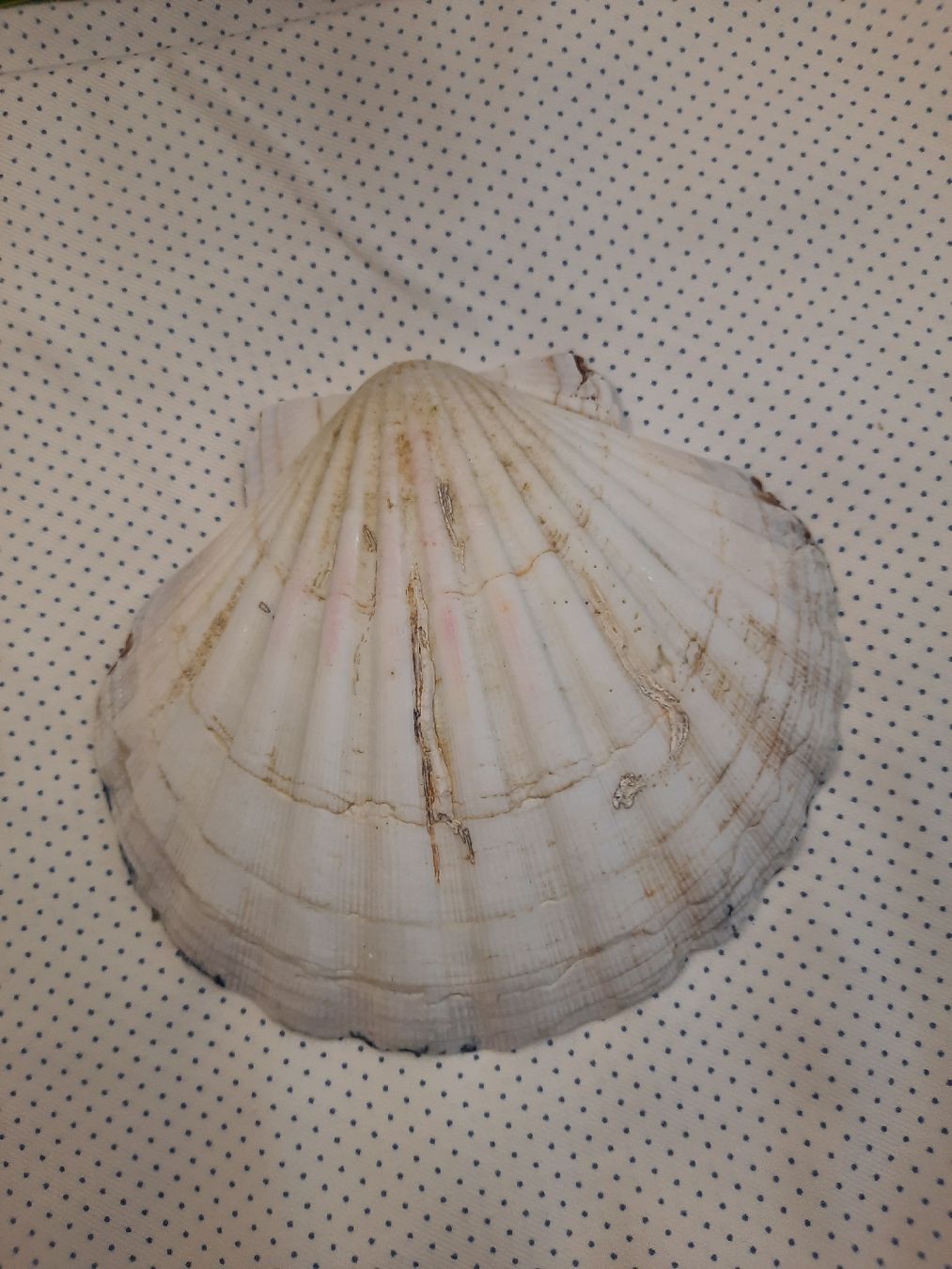 Tutte le decorazioni: Schmuckschale neu – Nuovo e nell'imballaggio originale da Basadingen venduto da 7_zwerge 1
