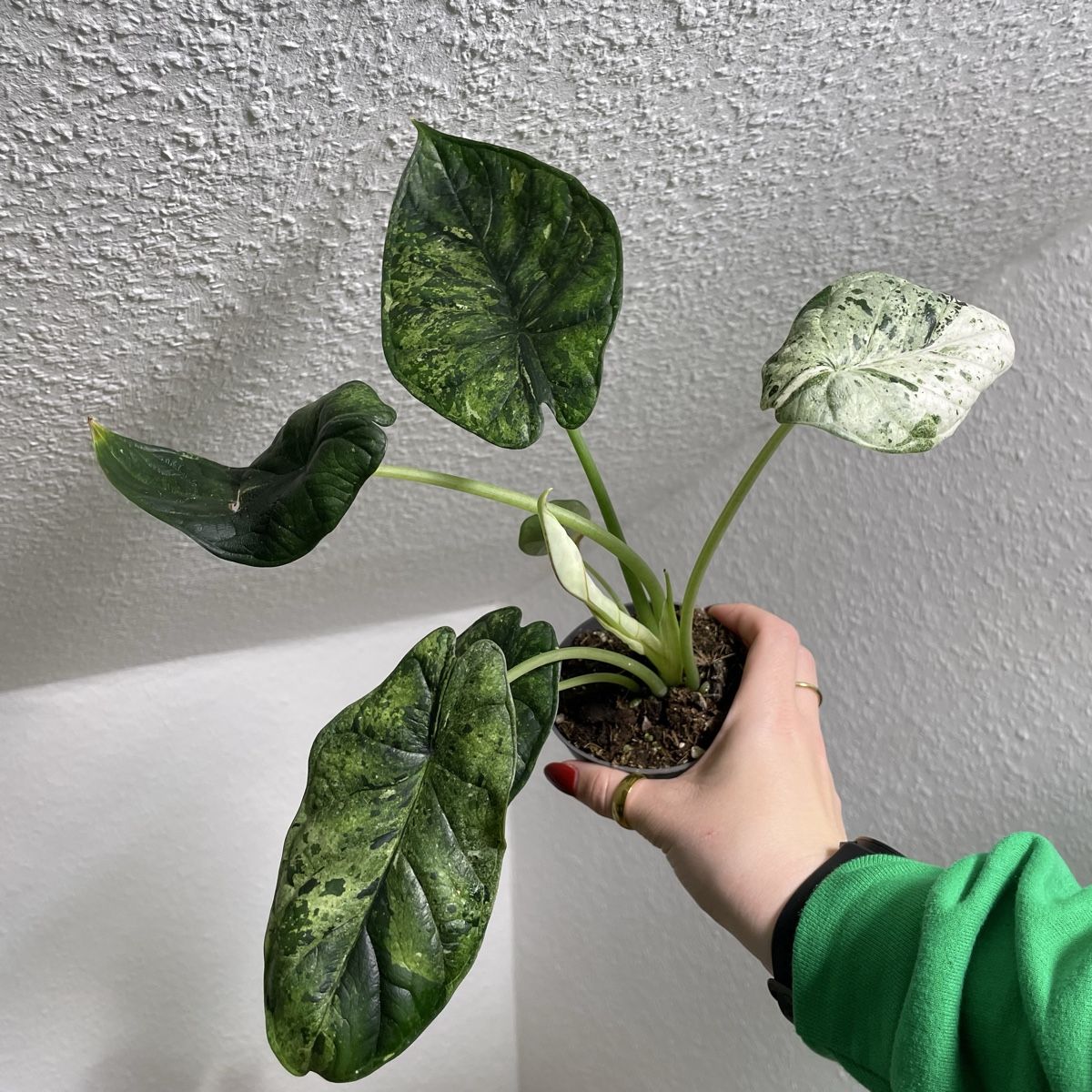 Piante & sementi: Alocasia Dragon Scale mint variegata – Usato da Suhr venduto da Planted.by.two
