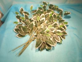 4 Aeste Ficus Blätter, L: 60cm