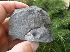 Fossil, Nautilus, Schweiz