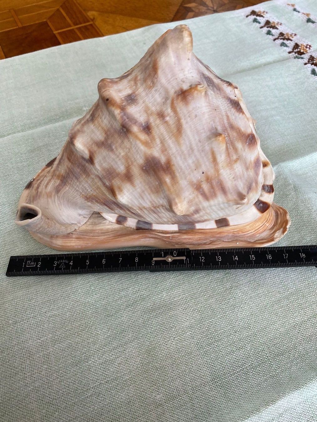 Fossili: Schöne gehörnte Helmschnecke – Usato da Zürich venduto da 2013tg 2