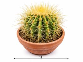 🌵 Großer Goldkugelkaktus (Echinocactus grusonii) – ca. 19