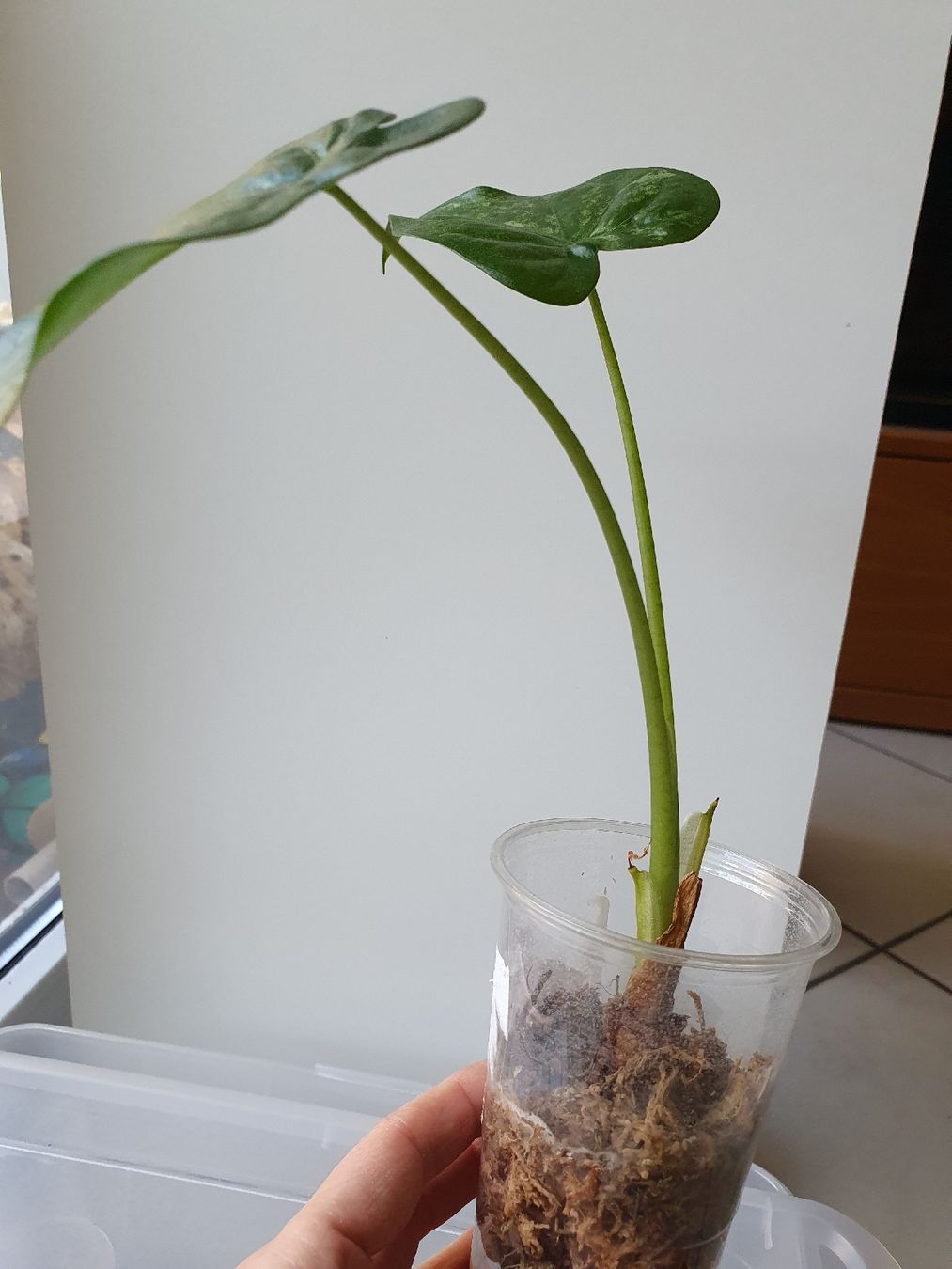 Piante & sementi: Alocasia Cucallata Marble – Usato da Erlinsbach SO venduto da Lea030 1