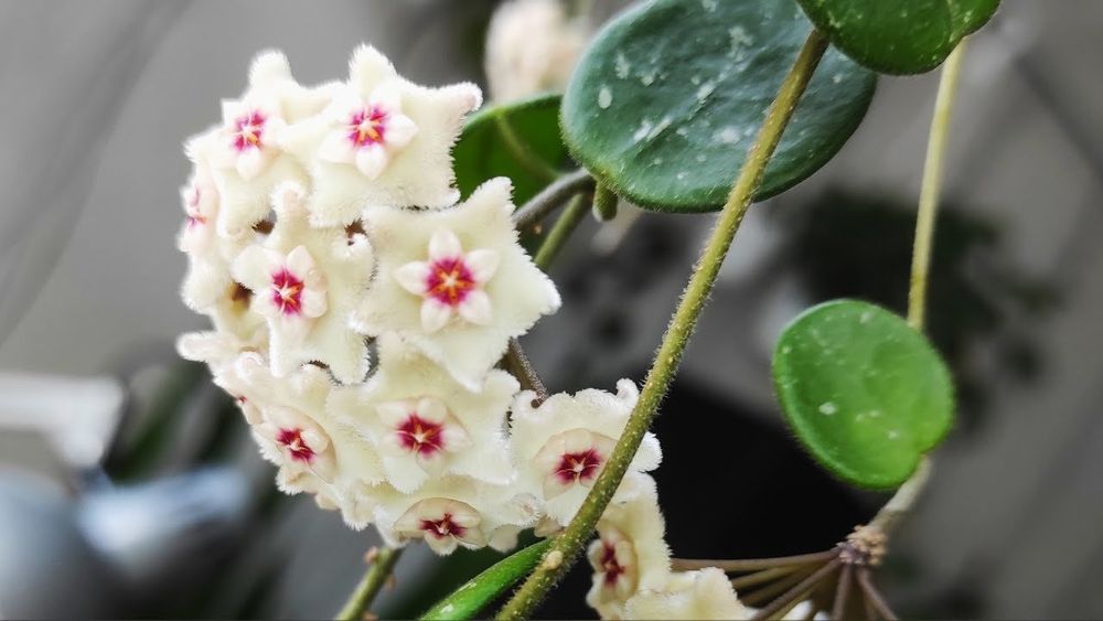 Hoya Mathilde Splash (Gebraucht) in St.Erhard für CHF 13 – nur Abholung ...