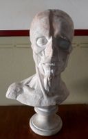 Antike Gibsbüste Memento mori Skulptur Kunstakademie