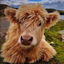 Profile image of Meriki