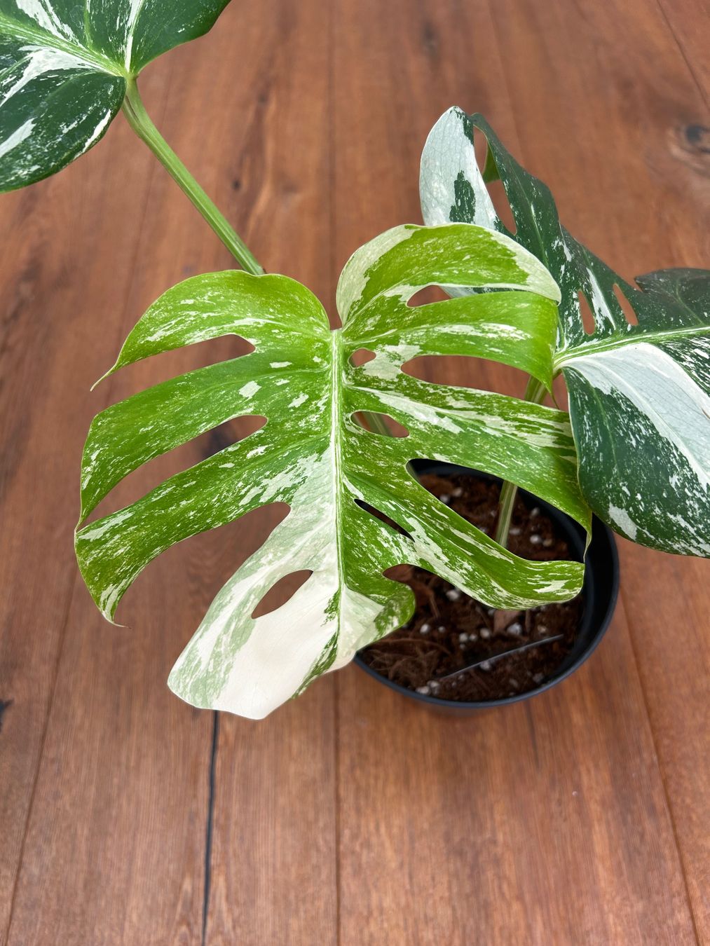 Pflanzen & Samen: Monstera variegata💚 – Gebraucht aus Wattwil von Mikesplantshop 2