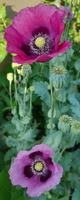 Samen Mohn 2024 dunkel Lila ( Mangenta )10Stk