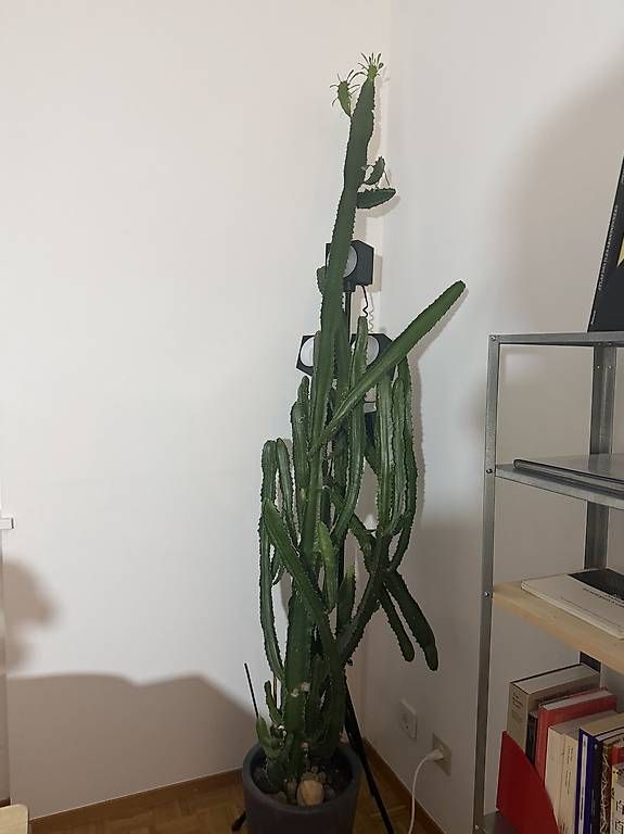 Plantes & graines: Euphorbia grande – D'occasion à lugano par can_zkx8 2