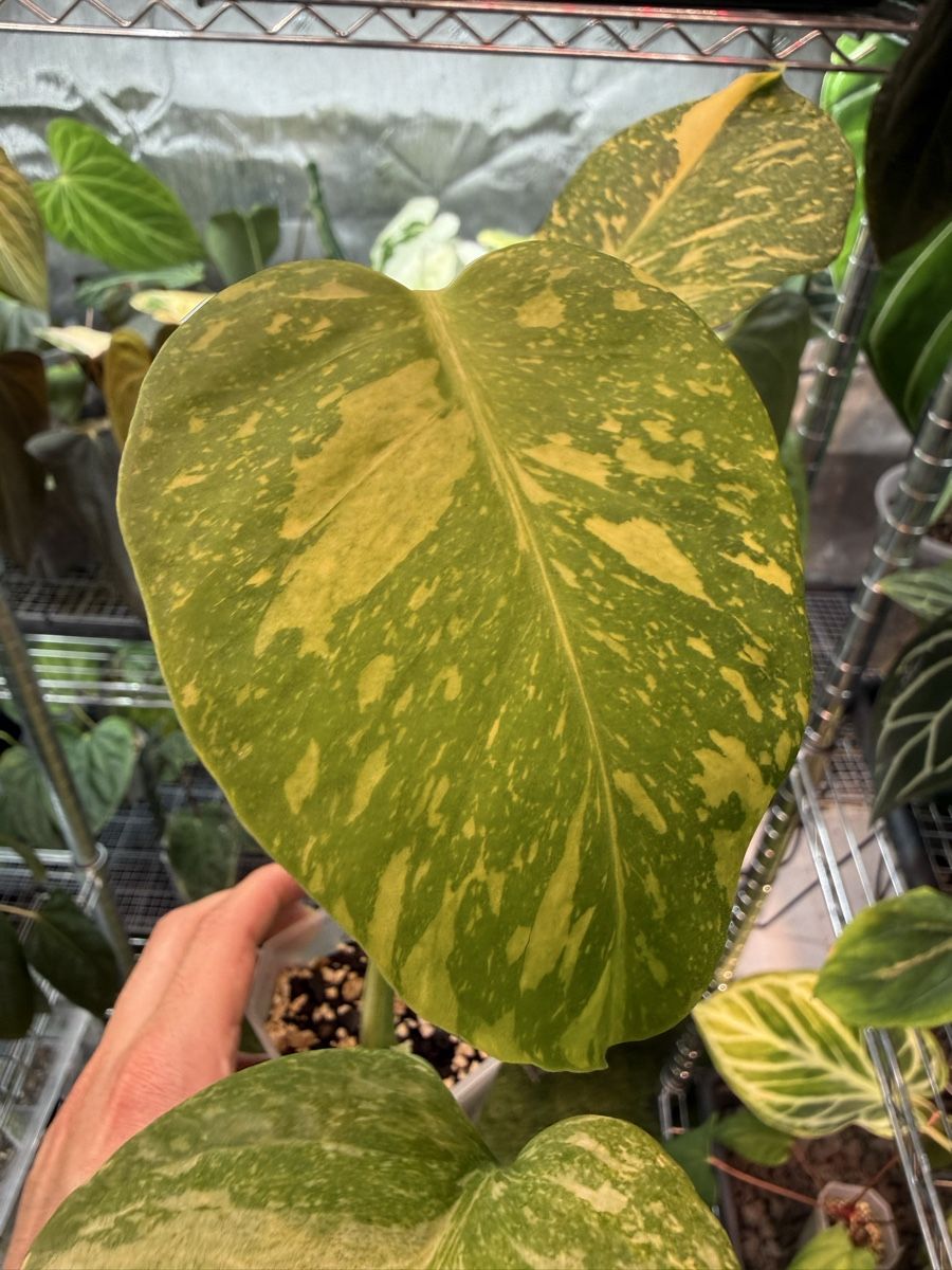 Piante & sementi: Monstera Electrolyte – Usato da Morlon venduto da lucius.greenery